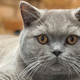 Image for article titled I Adore Him; He Tolerates Me: The Blessing of My Emotionally Unavailable Cat